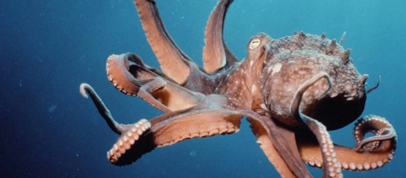 Χταπόδι γίνεται «κολλητό» με δύο δύτριες (βίντεο)